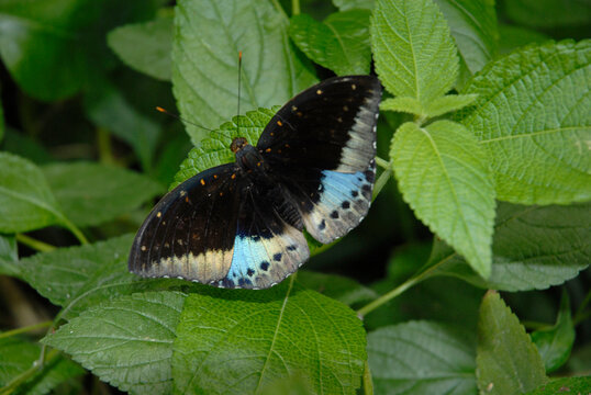 Papillon , Papilio polymnestor , Asie du Sud