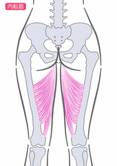 女性の内転筋　後面