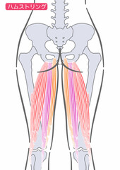 女性のハムストリング