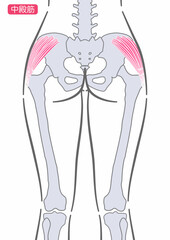 女性の中殿筋