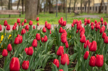 Tulips in a park. Spring season. shallow depth of field