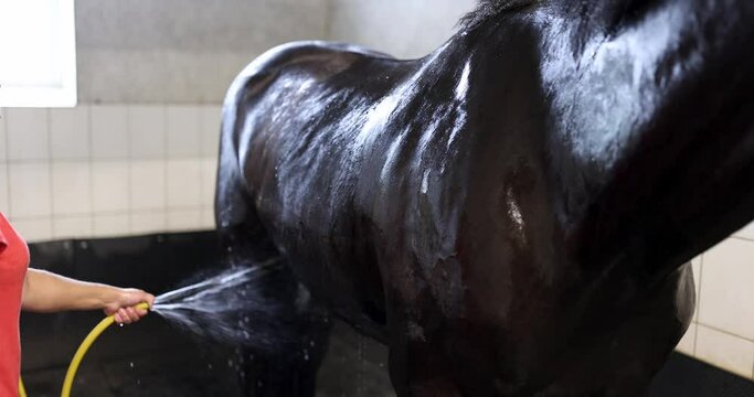 Man washing his horse with water from hose in stable 4k movie. Pet care concept