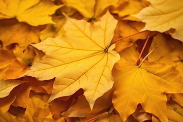 Naklejka na ściany i meble Texture of yellow maple leaves