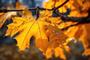 Fototapeta premium Texture of yellow maple leaves