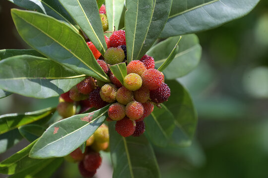 グラデーションのように色づいたヤマモモの実