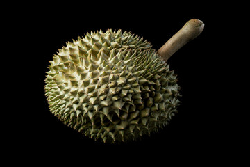 Durian fruit with its protective spikes and skin smelly tropical fruit loved for its sweet tase and...