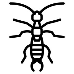 earwig bug insect animal