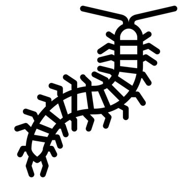 centipede bug insect animal