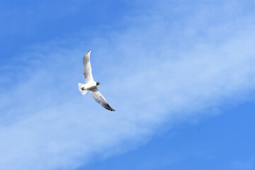 GAVIOTA REIDORA (Chroicocephalus ridibundus)