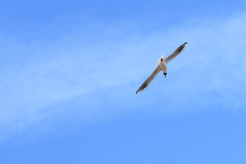 GAVIOTA REIDORA (Chroicocephalus ridibundus)