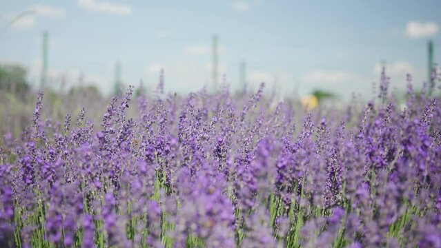 Beautiful flowering field of lavender in the garden.
