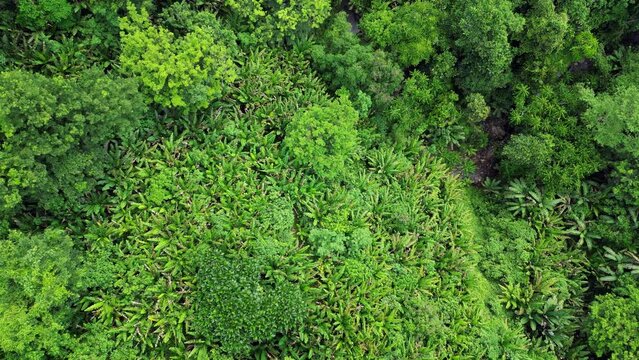 Panoramic view of tropical Philippine jungle covered in abaca trees and other foliage. Overhead aerial view.