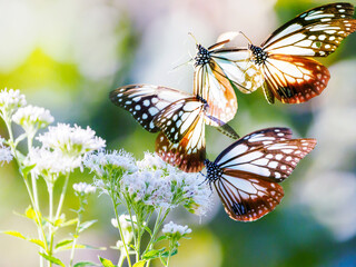 アサギマダラの飛翔（合成）