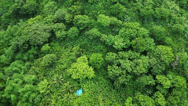 Overhead drone shot of lush island jungle covered in abaca trees and Philippine acacia trees next to winding road. Baras, Catanduanes.