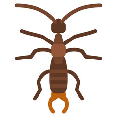 earwig bug insect animal