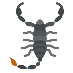 scorpion bug insect animal