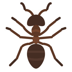 ant bug insect animal