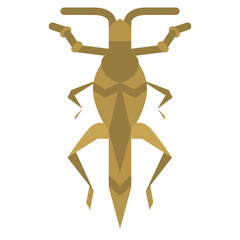 locust bug insect animal