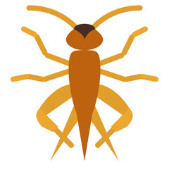 cricket bug insect animal