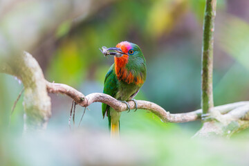Red-bearded Bee-eater  birds on the  tree branch.