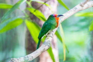 Red-bearded Bee-eater  birds on the  tree branch.