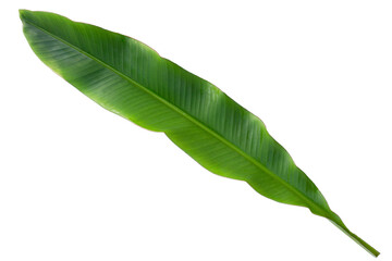 Obraz premium Fresh banana leaf on white background.