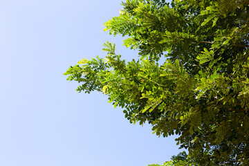 Rain tree leaves. Samanca Saman (Jacq) Merr.