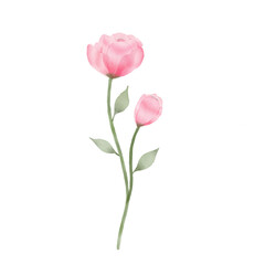 Obraz premium beautiful flower watercolor transparent background created with procreate