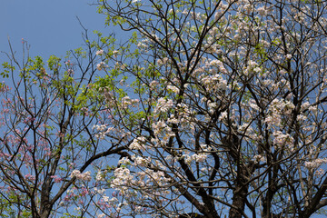 Trumpet Tree, Pink Poui, New World Trumpet, Rosy Trumpet