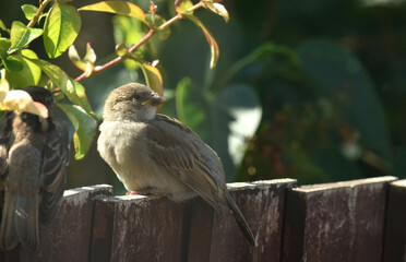 sparrow in the garden