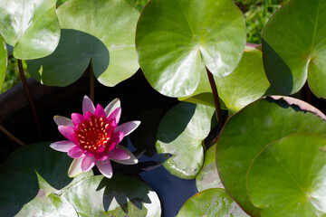 Beautiful water lily. Lotus water plant in a pot
