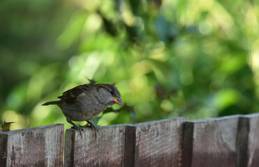 sparrow in the garden