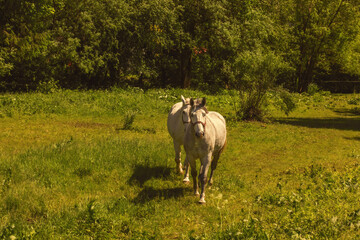 Horses grazing the grass on the meadow.High quality photo.