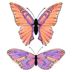 Watercolor butterfly, hand painted illustration, isolated on white background