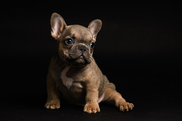 Adorable fawn French Bulldog puppy, sitting on black background.