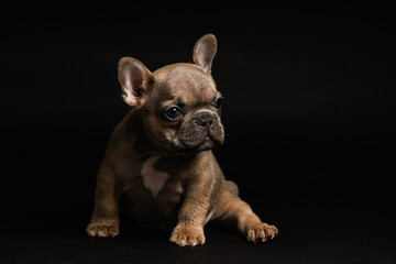 Adorable fawn French Bulldog puppy, sitting on black background.