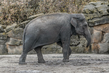 Fototapeta premium Indian baby elephant carries a bunch of dry grass straw with a trunk
