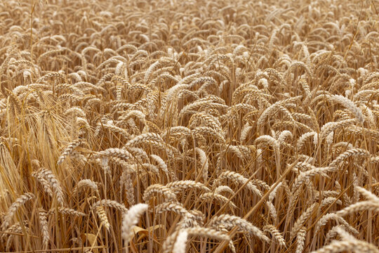 Épis De Blé Dans Les Cosses Dans Une Pile Image stock - Image du