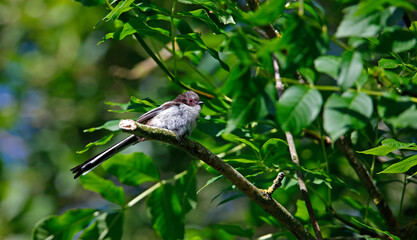 Juvenile long tailed tits perched in a tree