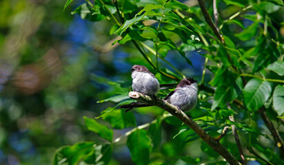 Juvenile long tailed tits perched in a tree
