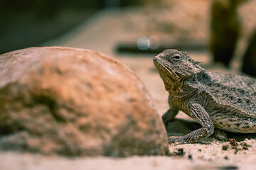 Horned toad lizard Phrynosoma hid behind stone