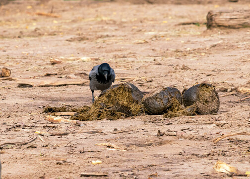 A crow pecks a large pile of dung after an elephant