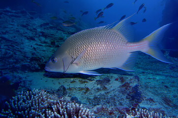 Naklejka na ściany i meble Beautiful grouper and flock in the coral reef, end of deep blue sea. AI generative fill