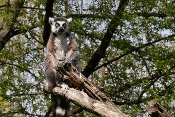 Ring-tailed Lemur Sits On A Dry Tree Trunk