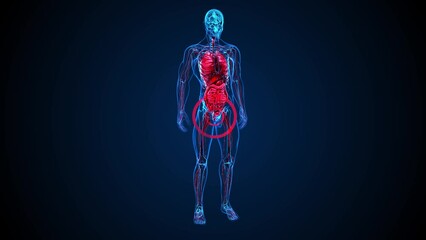 4K abstract 3D animation of the prostate .