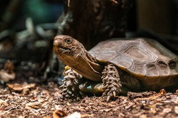 Turtle With Spikes On The Paws Closeup