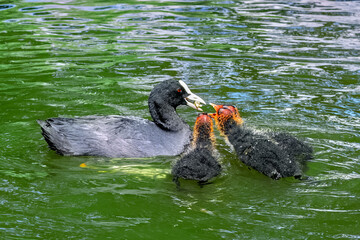 Eurasian Coot Fulica Atra Feeds Chicks