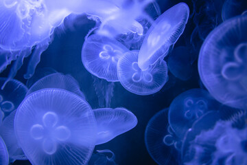 Moon jellyfish aurelia aurita blue translucent color dark water  © Walter Riedinger