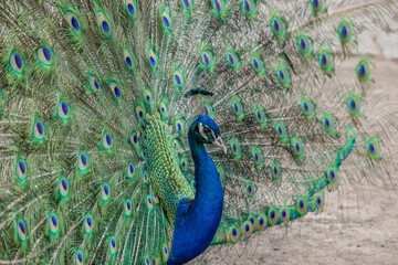 Obraz premium Peacock open tail profile blue neck