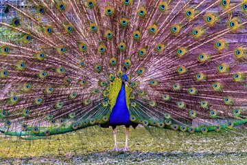 Peacock open tail profile blue neck